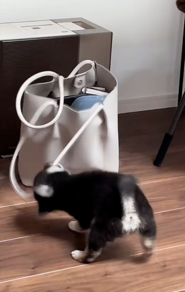 首がとれそうなきびくん