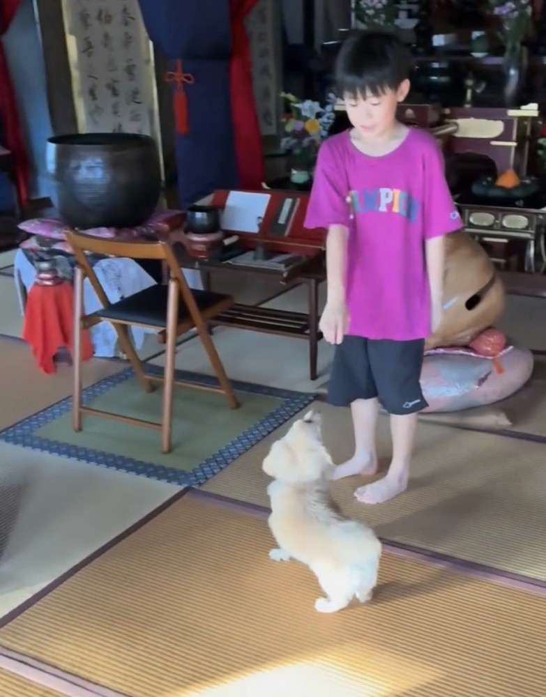 人を見上げる犬