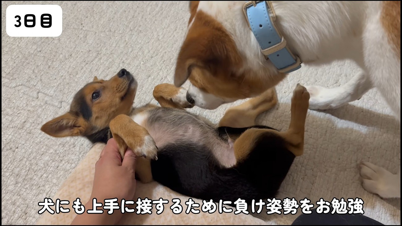 犬社会について勉強中