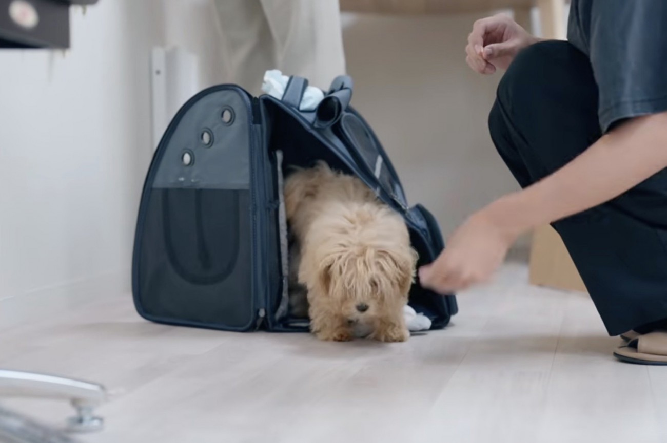 ペットキャリーから上半身だけ出す犬