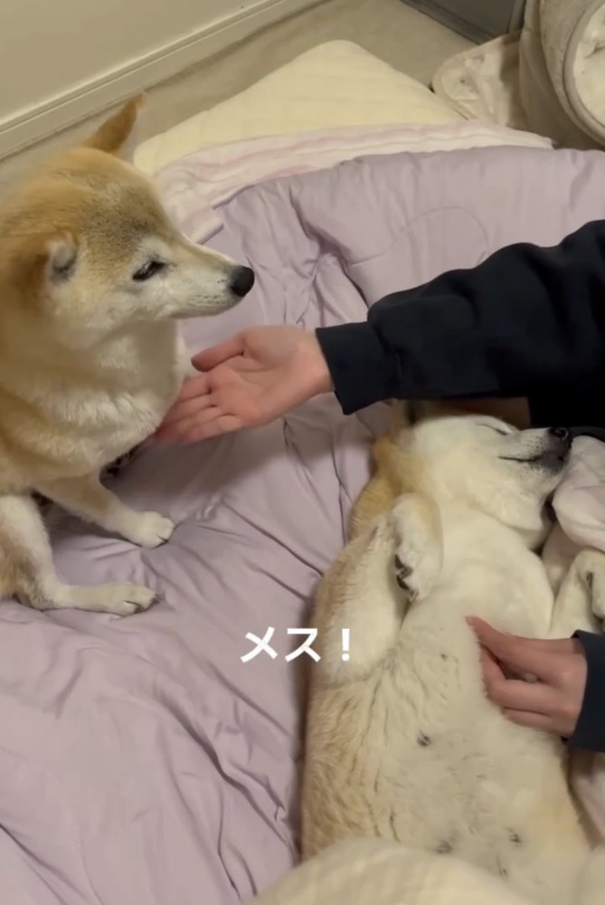 お座りしている犬と手を出す人