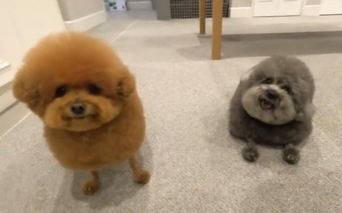 なにしてもかわいい♡