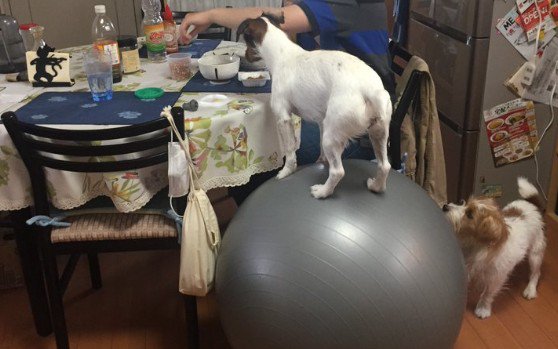 バランスボールに乗っていた！！