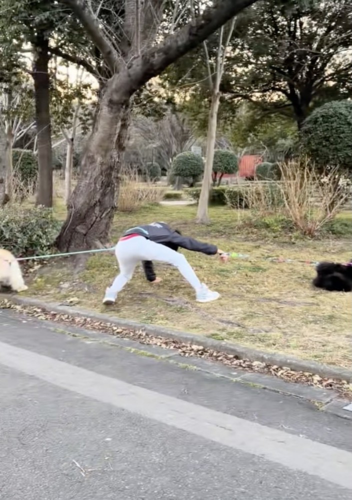 自由すぎるワンコたち