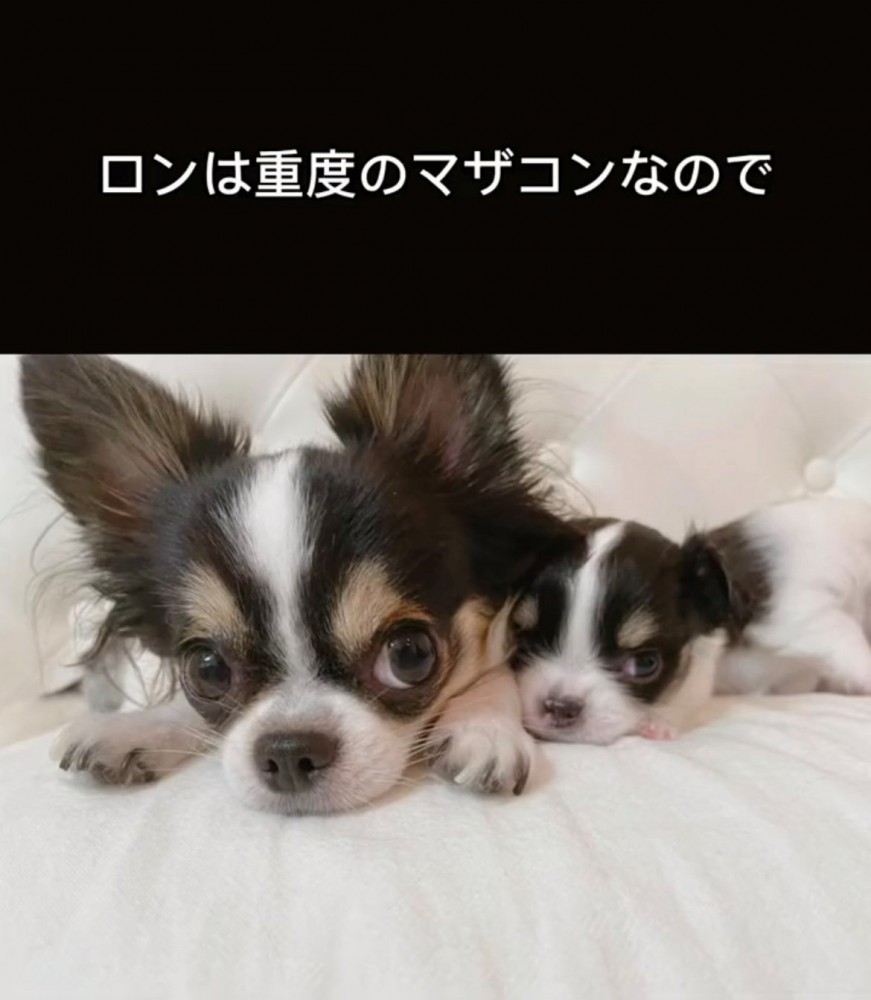 寄り添う2匹の犬