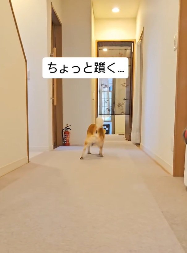 つまずく信長くん