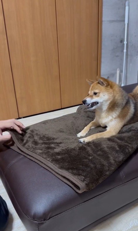 毛布を触ると怒るころ君