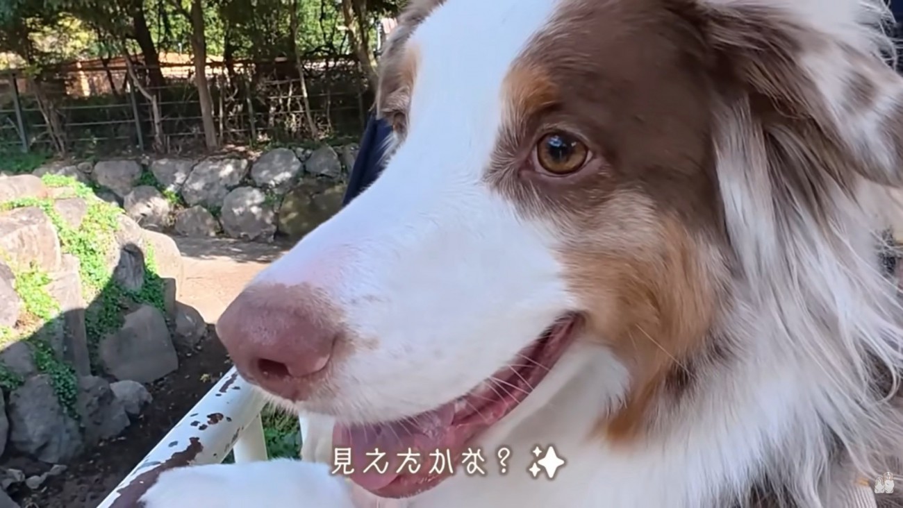 嬉しそうなガルチェロくん