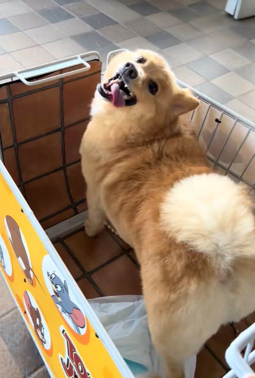 楽しそう♪