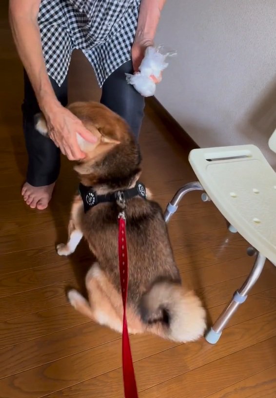 なでられるはちちゃん