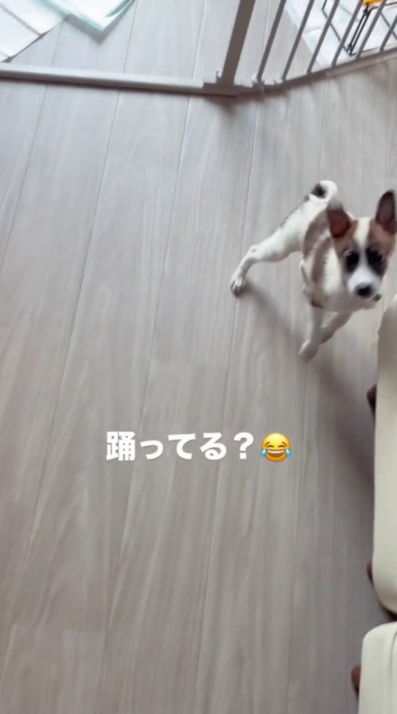 飼い主を見て床の上を飛び跳ねる子犬