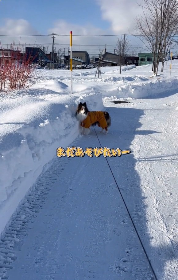 帰宅拒否のさつまくん