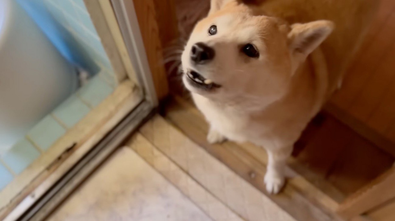 お風呂場で洗われる猫を見て、飼い主を見上げる犬