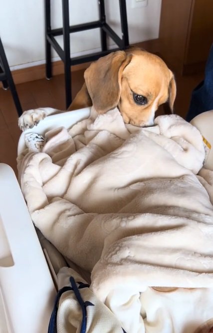 匂いを嗅ぐベルちゃん