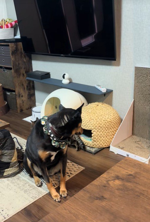 じーっと見ています