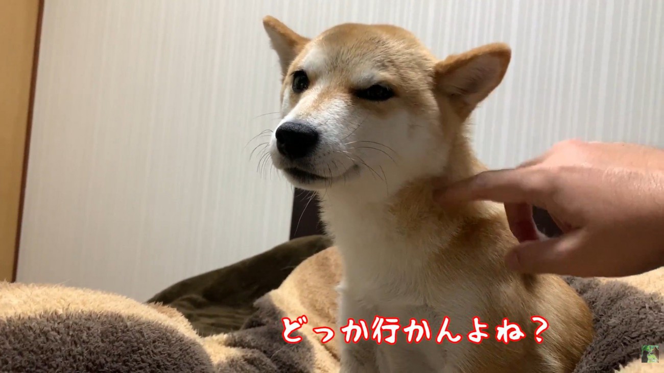「もうどこにも行かないよね？」