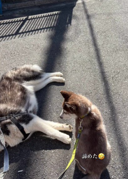 大福くんの方が敗退