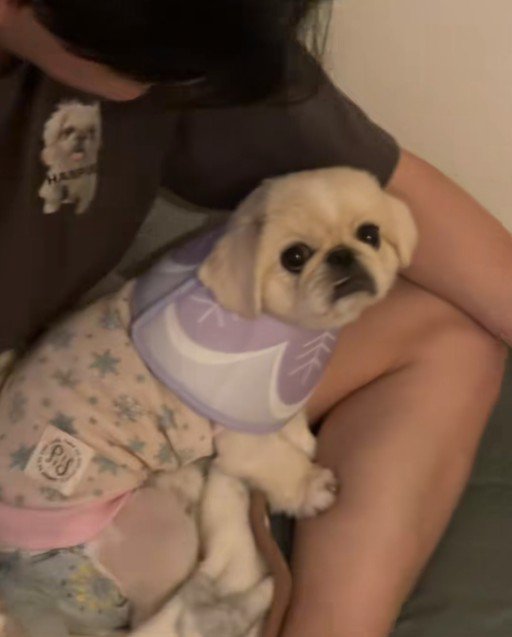 「もうママなんて信じない！」