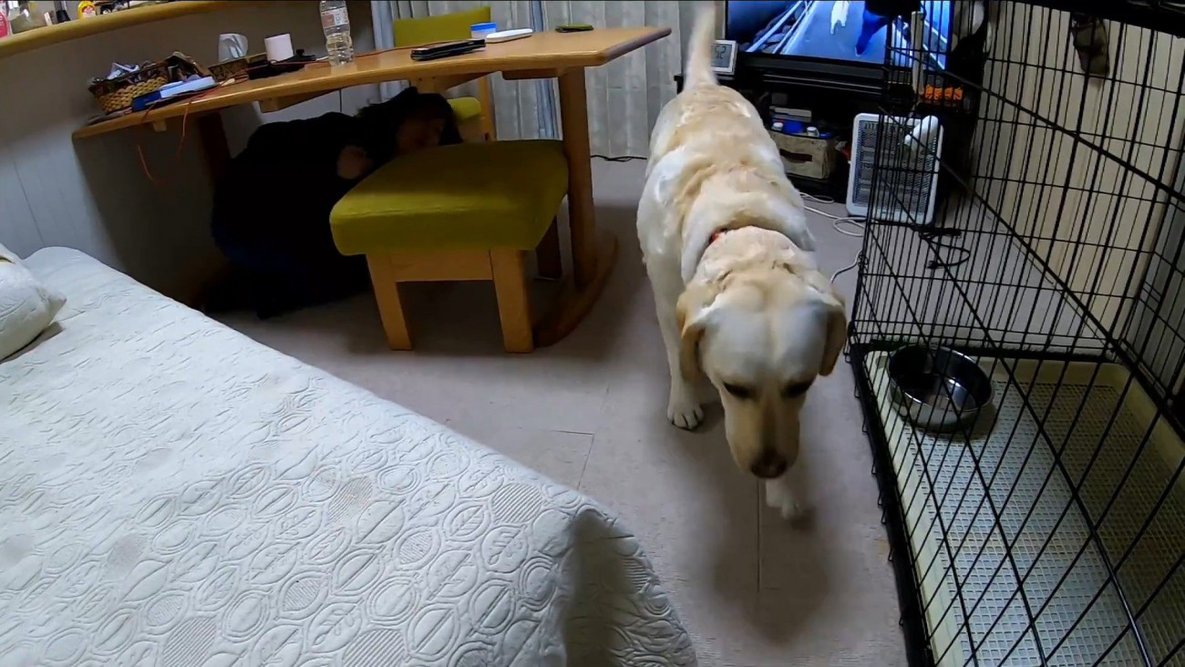 耳掃除を嫌がるきなこちゃん4