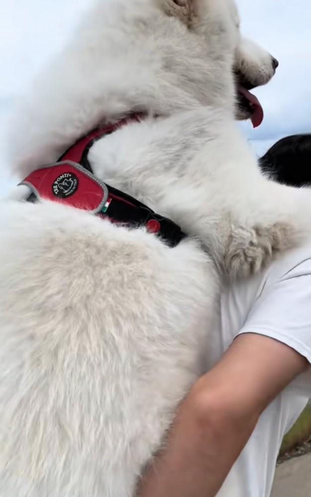 おんぶしてもらう大型犬7