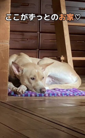 ここが私の新しい家♡
