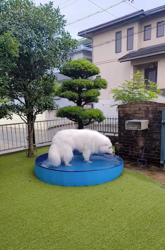 プールのサイズが合わないミントくん