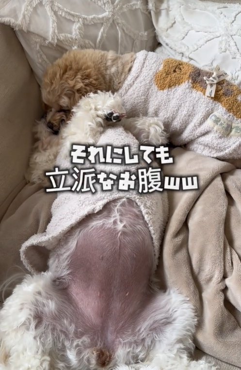 まんんまるな小型犬のお腹