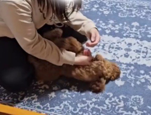 飼い主の腕の中で手足をパタパタと動かす犬