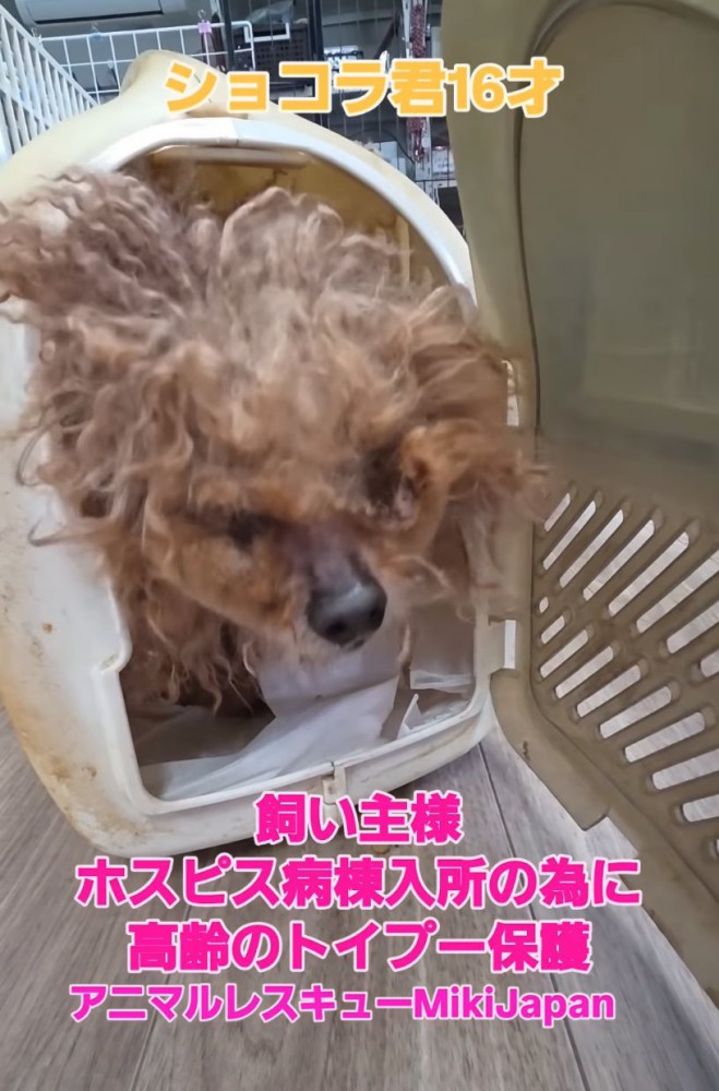 ハウスから出てくる犬