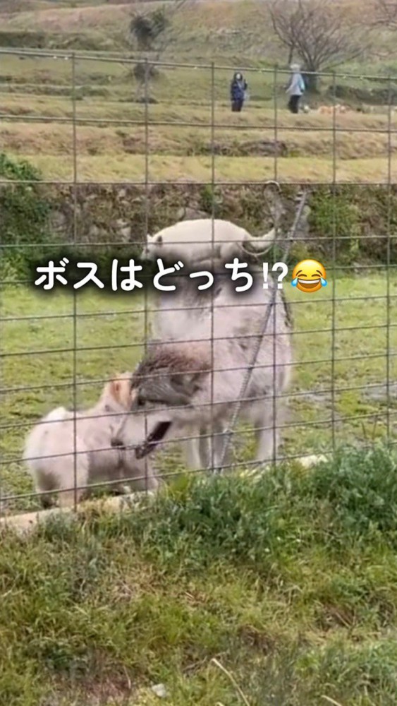 去っていくウルフドッグ