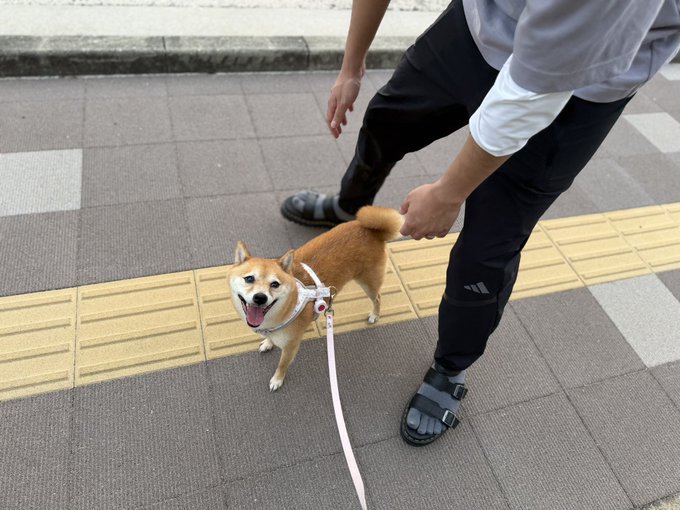 ニコニコ