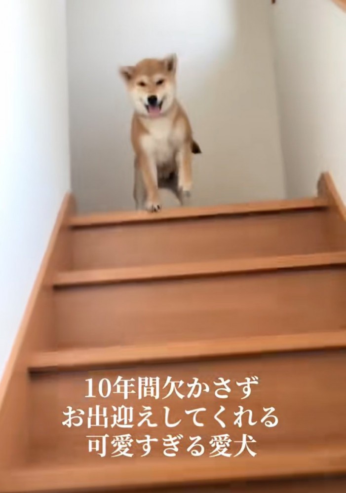 笑顔の柴犬