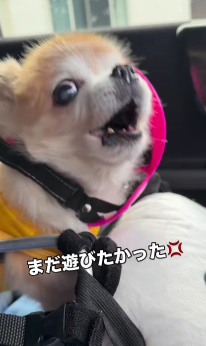 「まだ遊びたい！」