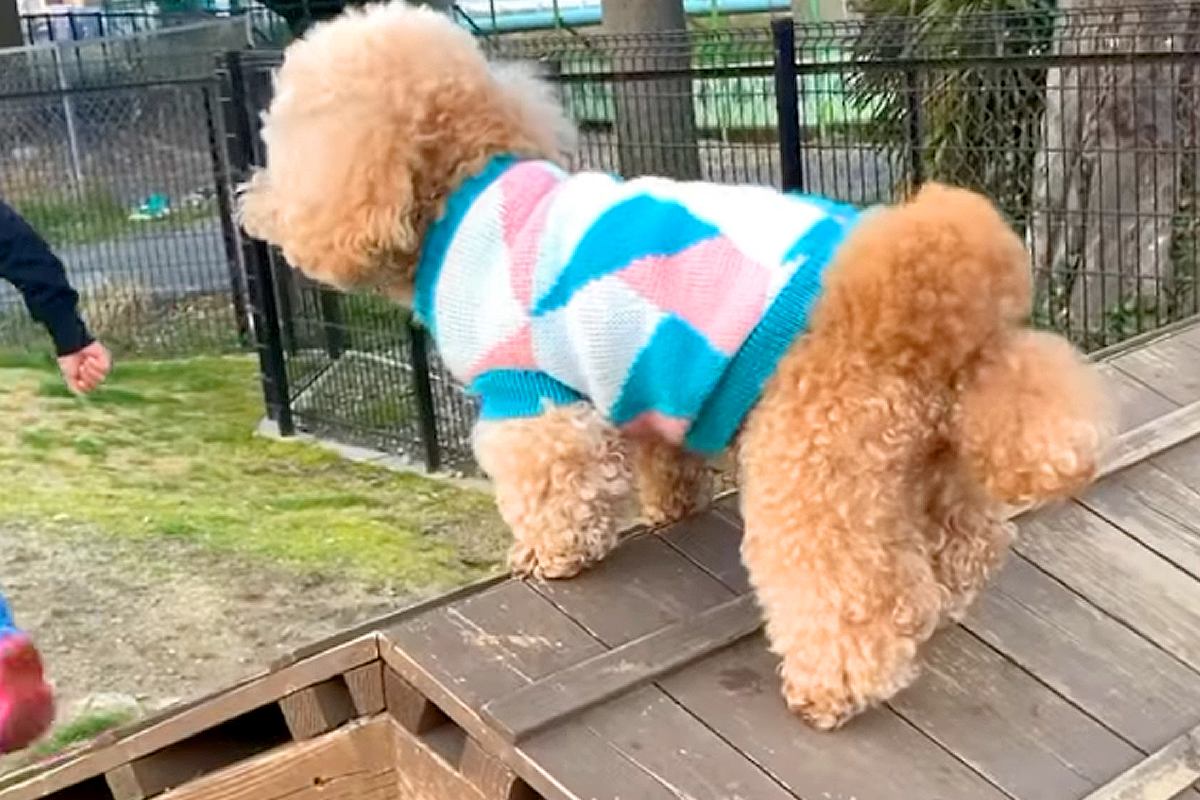 犬が『高いところに登った』結果→『だれかたすけて』と怖がって…愛おしすぎる『必死の抵抗』に反響「固まってるw」「コントみたいでかわいい」