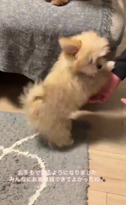 「上手にできたよ！」