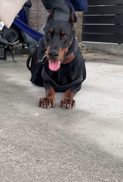 タイソンくんが回復するまで7