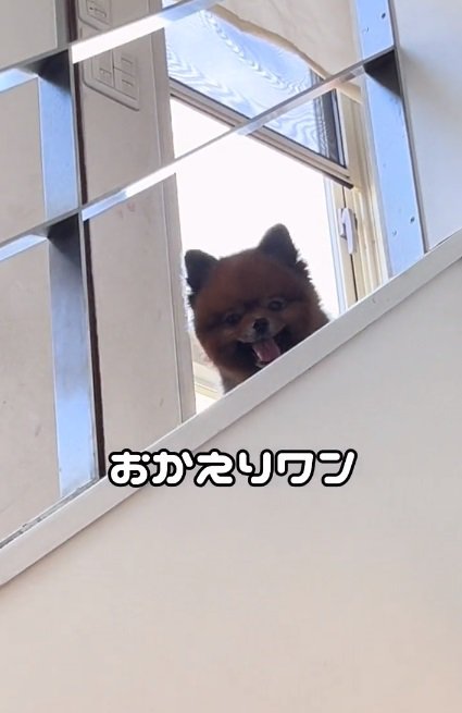 2階から顔を出すトムくん