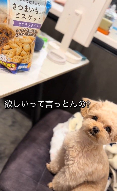 くまちゃんに「おやつほしいの？」と聞いたら7