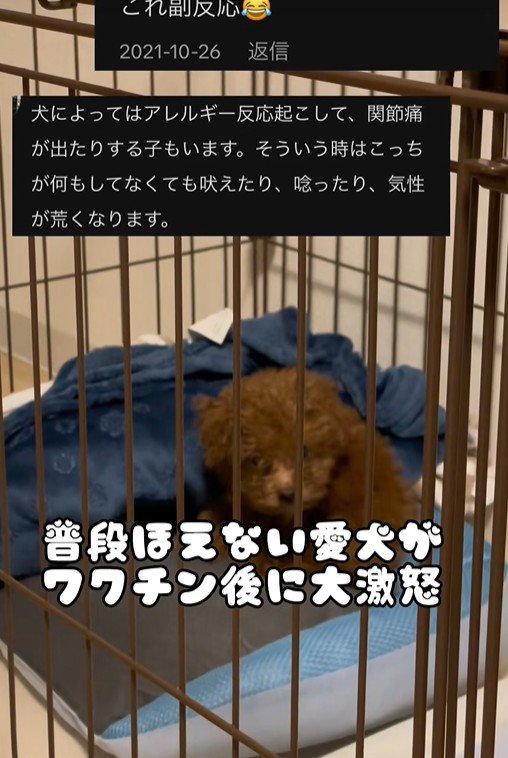 注射後のむぎ君4