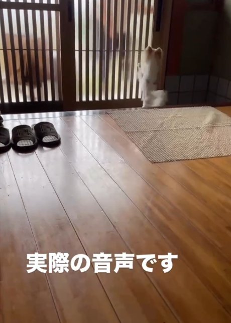 玄関に立つ白い犬