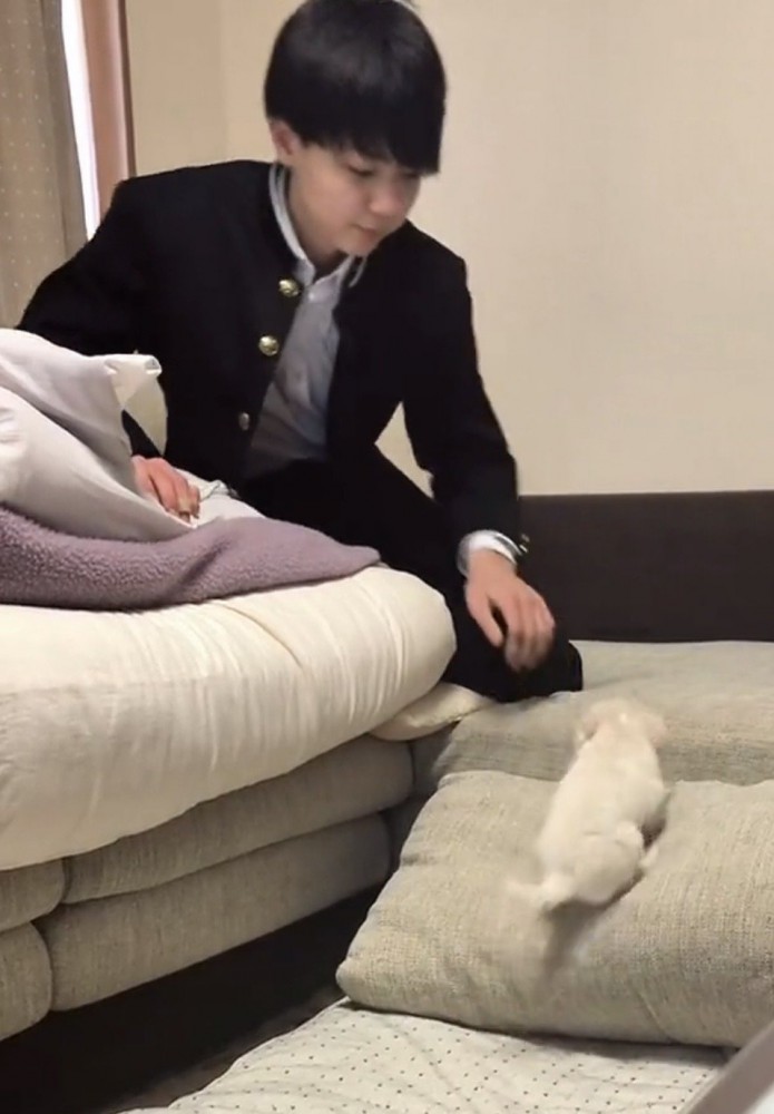 クッションを登る犬