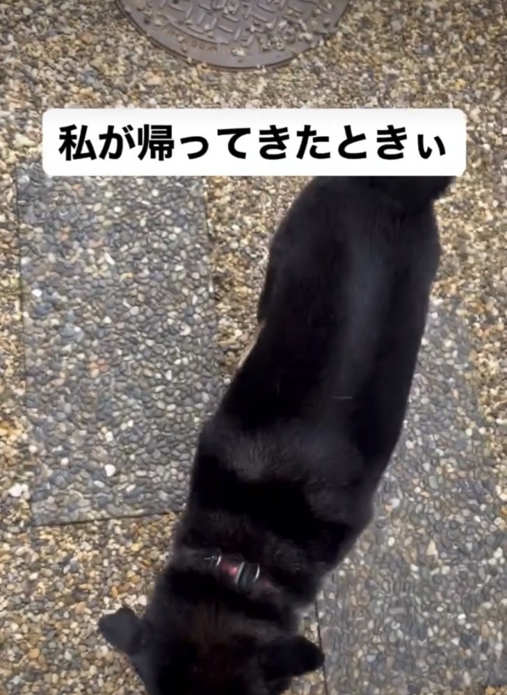 近寄っていく犬1