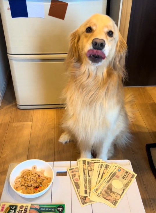 舌を出す犬2