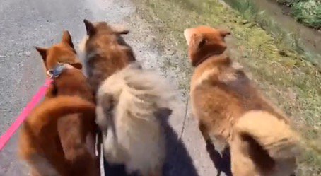 横に並んで散歩をする3頭の犬