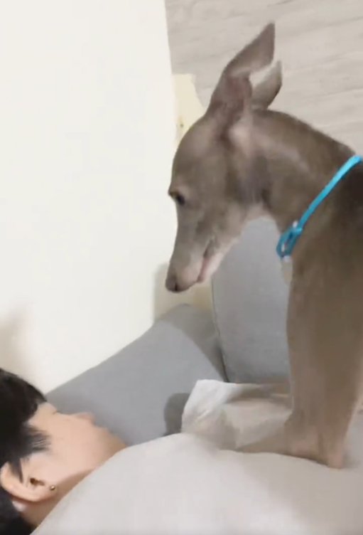見つめる犬2