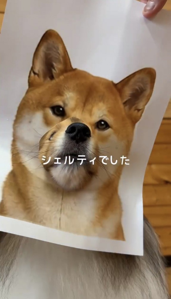 柴犬のパネルから口元を覗かせる犬
