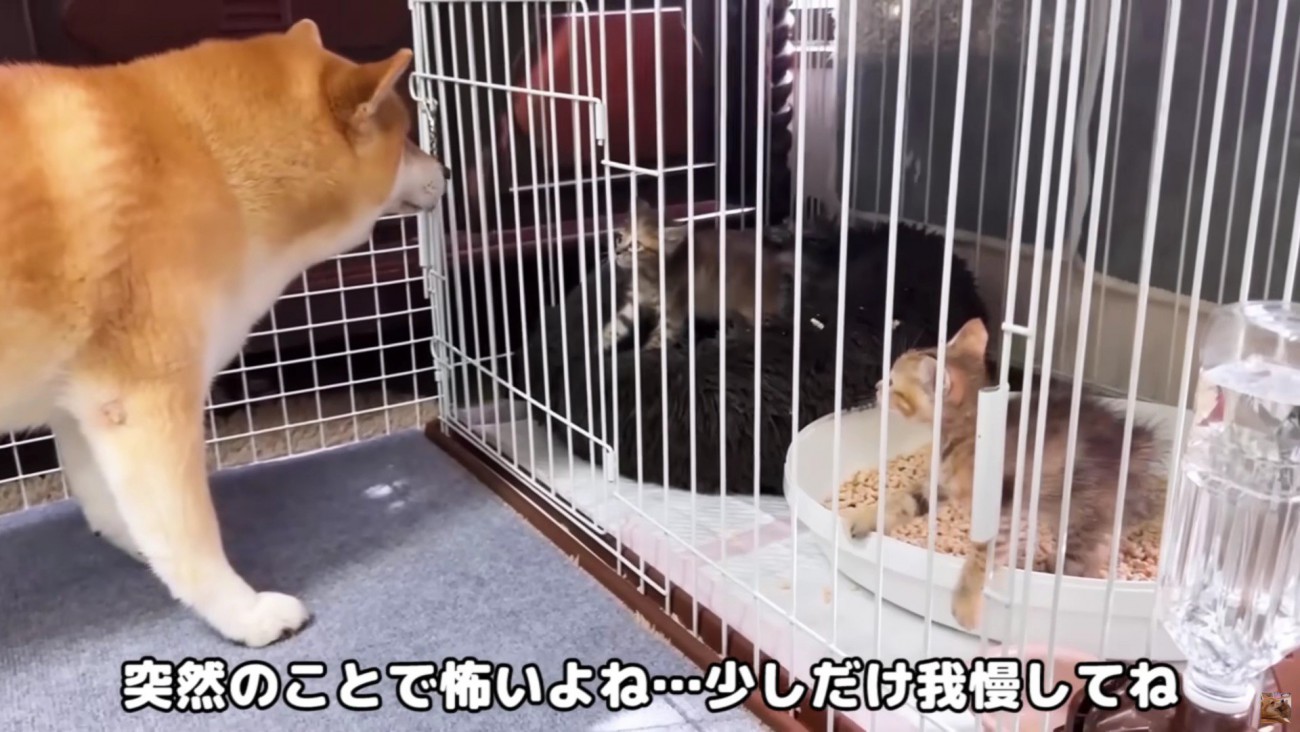 毛を逆立てながら威嚇