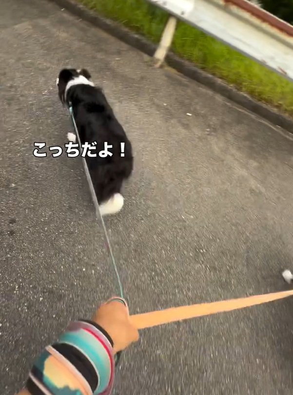 引っ張るるなちゃん