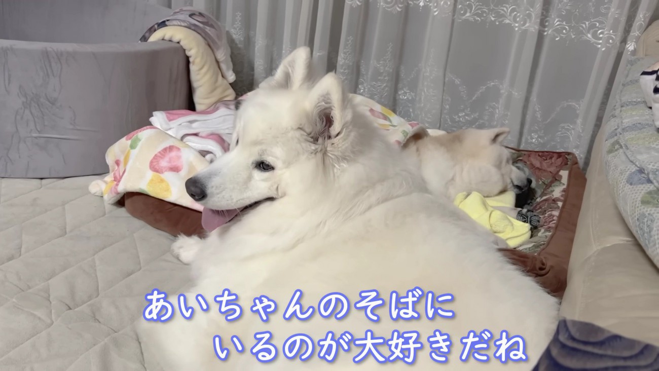 今度はアイスちゃんが添い寝♡