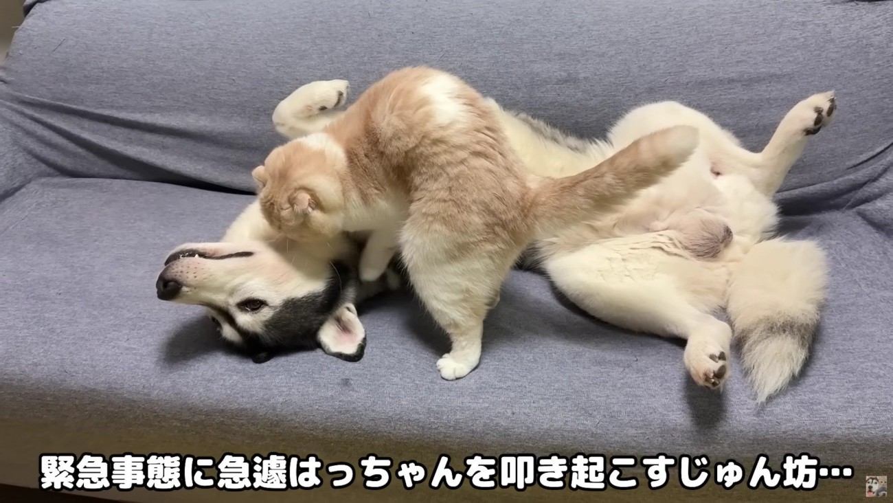 はっちゃんを起こすじゅんちゃん